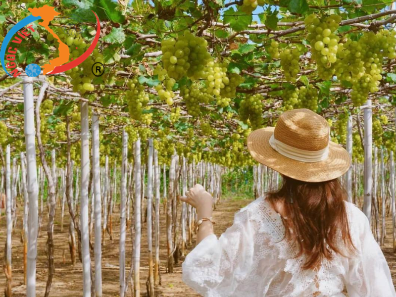 TOUR NHA TRANG, TẾT BÍNH NGỌ - BUFFET HẢI SẢN - NGÂM KHOÁNG NÓNG - KHÁCH SẠN 4 SAO